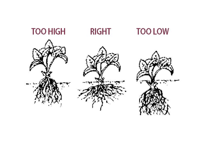 Planting Techniques of Strawberry Plant Spacing