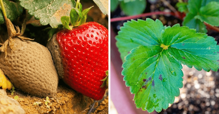 Pest and Disease of Strawberry Plant