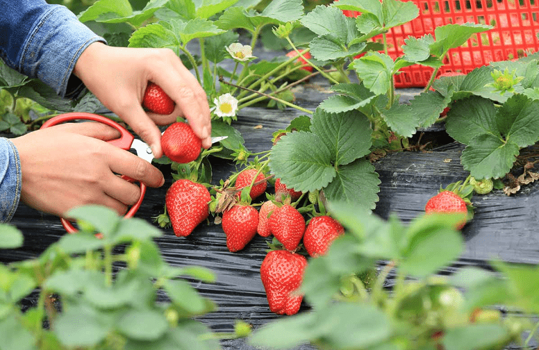 Harvesting Techniques