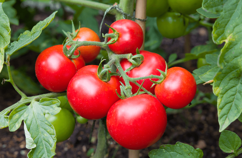 Tomatoes are the Best Summer Crops