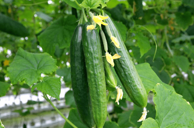 Best Summer Crops are cucumber