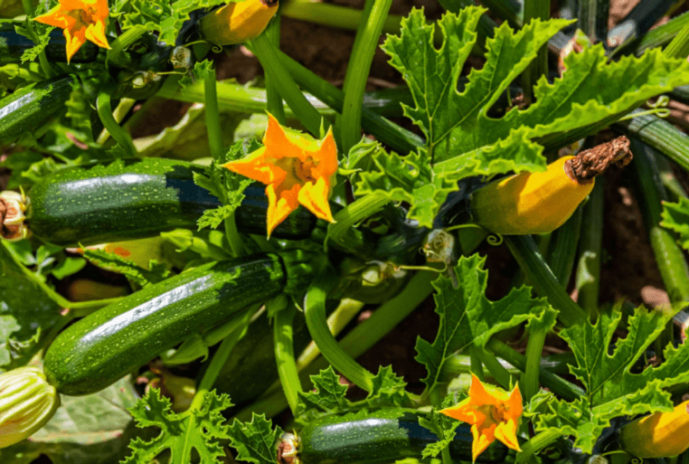 Top summer crops are Zucchini 