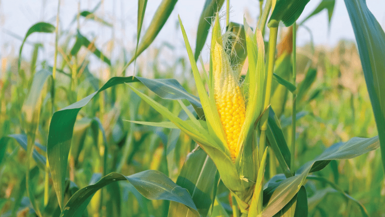 Best summer crops are corn