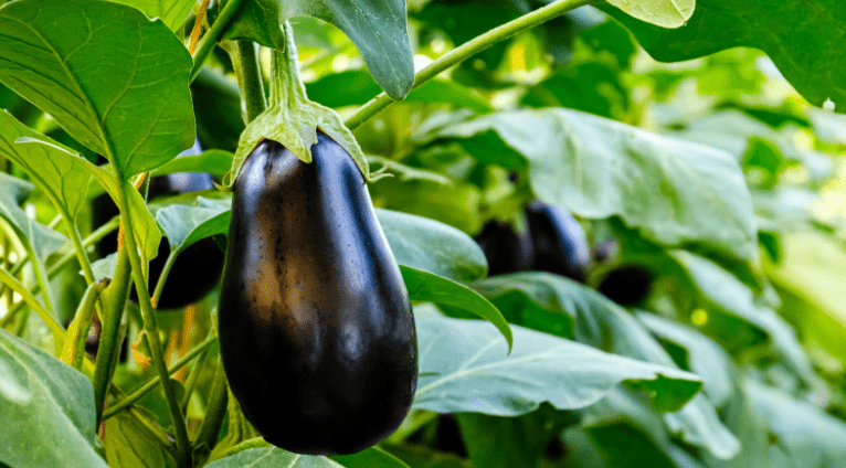 Eggplants