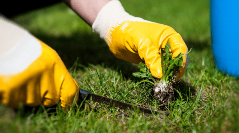 Weed Control