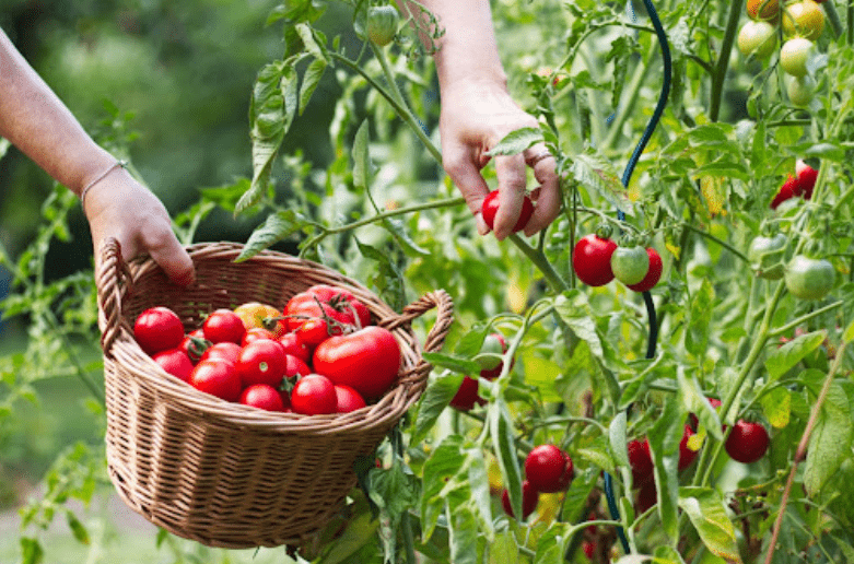 Harvesting Technique