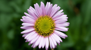 Fleabane Erigeron