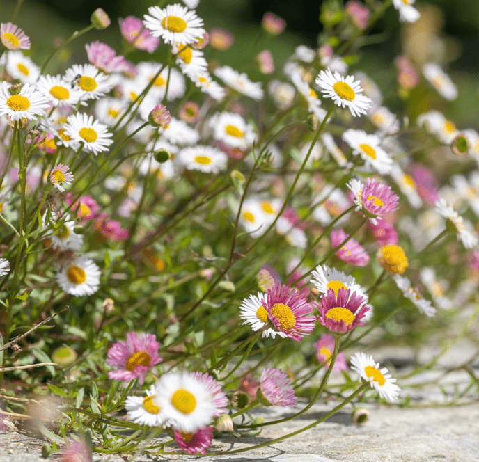  fleabane