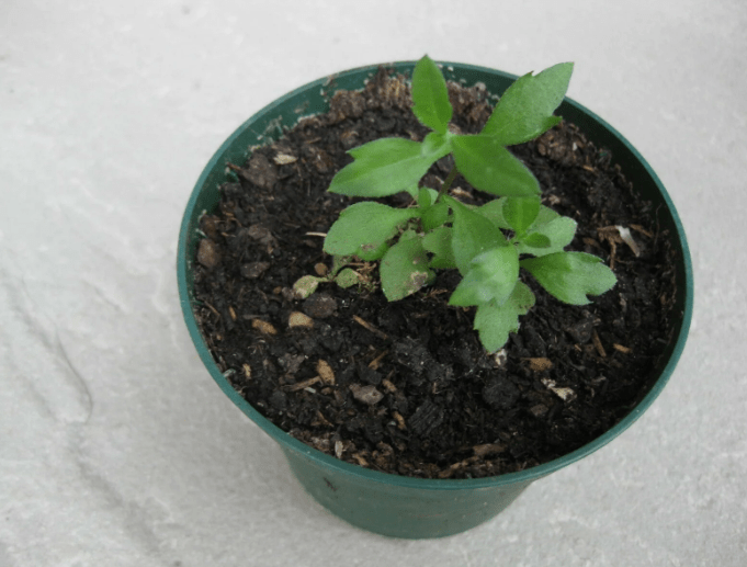 Planting from Transplants