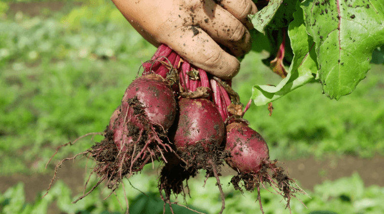 Beet Harvesting 