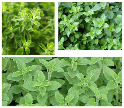 Types of oregano