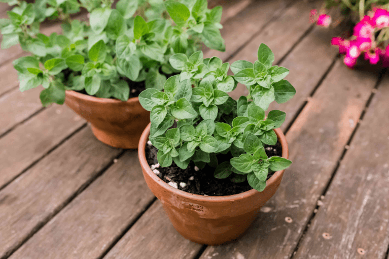 Selecting Healthy Parent Plants