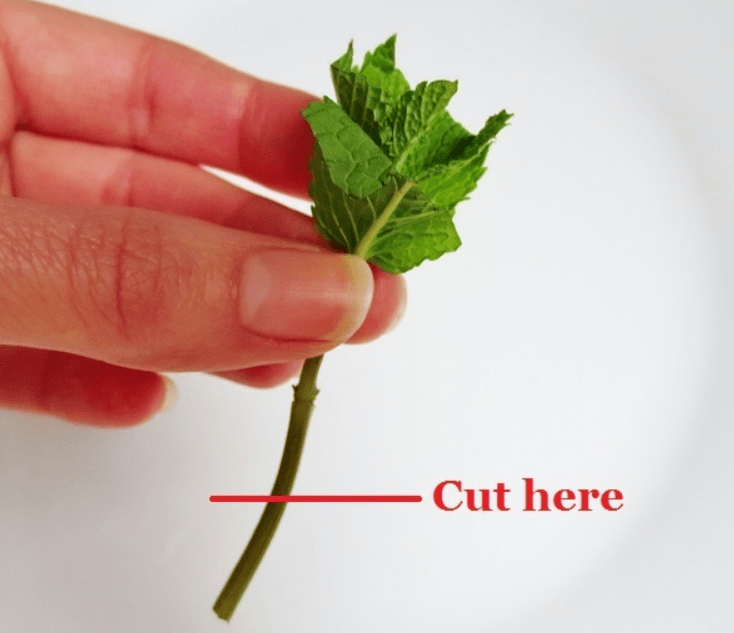 Propagating Oregano from Cuttings