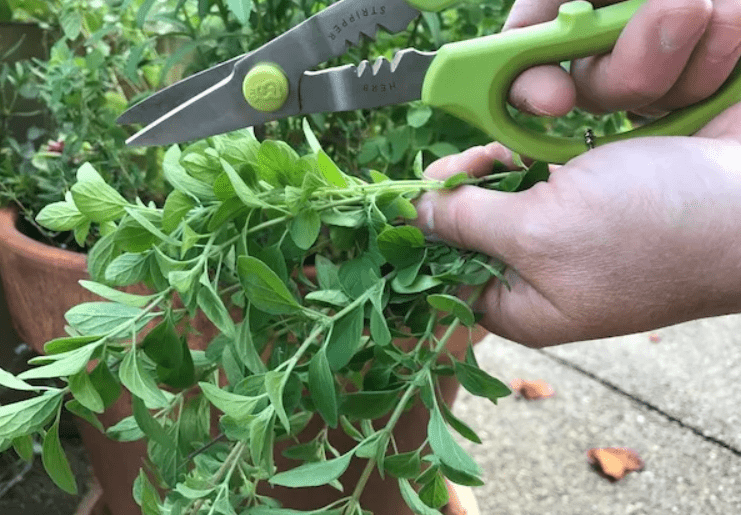 Harvesting Oregano