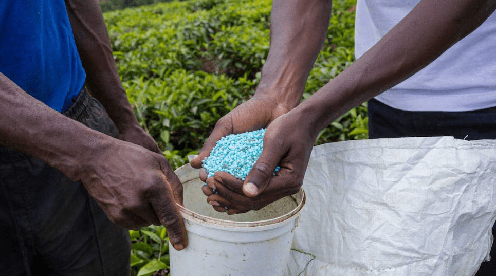 Fertilizer for Watermelon