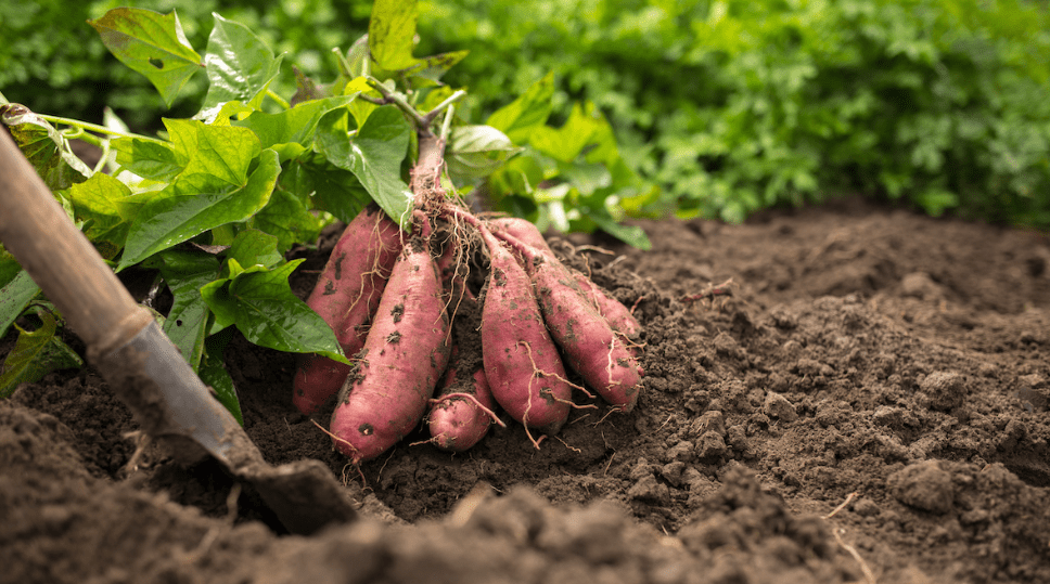 Companion Plant for Sweet Potato