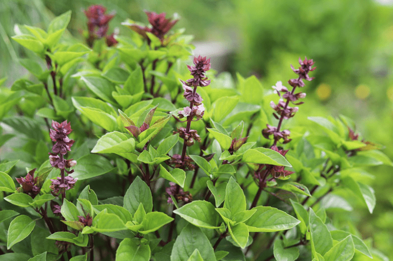 Companion Plant basil