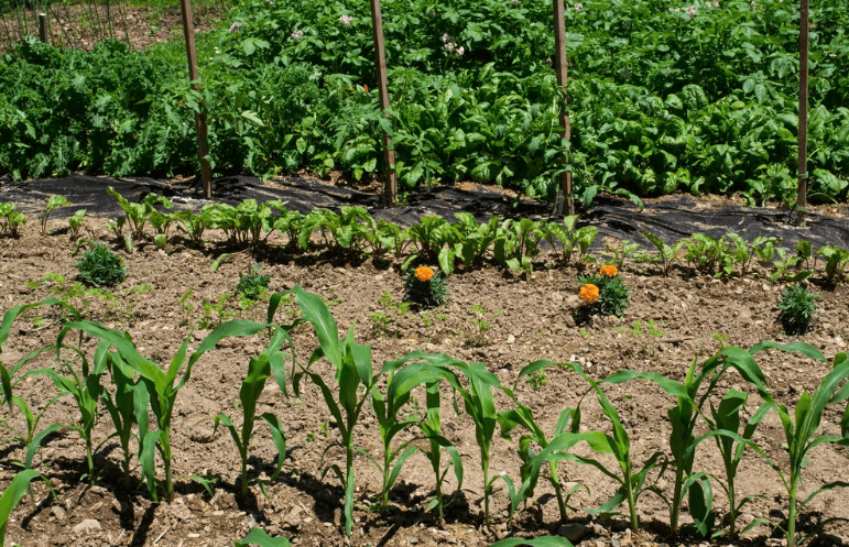 Corn and Spinach