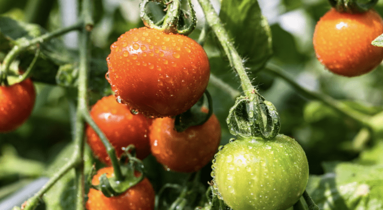 Companion Plant for Tomatoes 