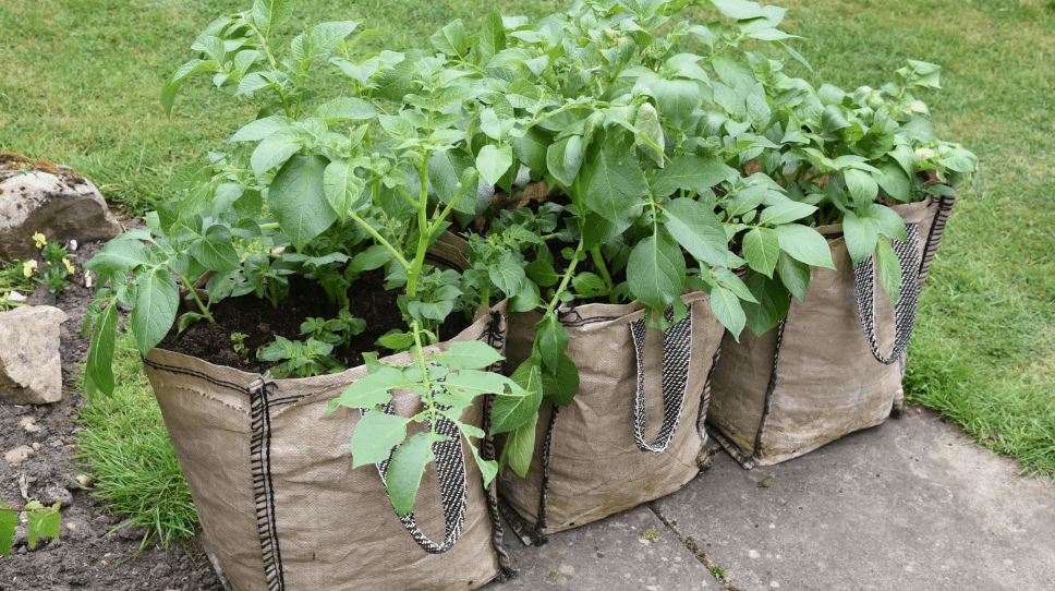 Potatoes in a Grow Bag