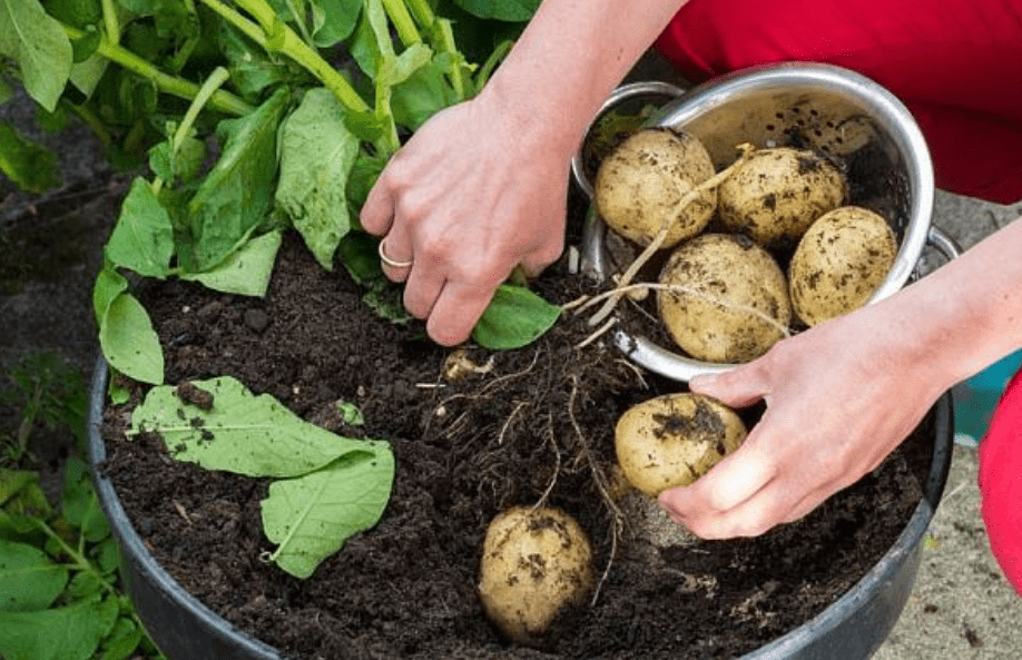 Harvesting Potatoes in a Grow Bag 