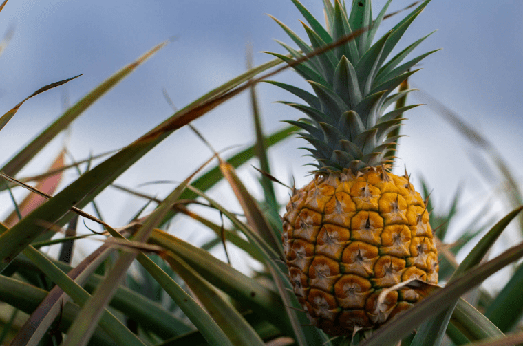 How to Select the Best Pineapples 