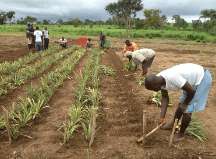 Planting and Care