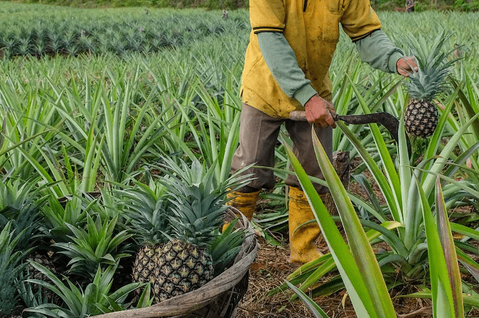 Harvesting pineapple