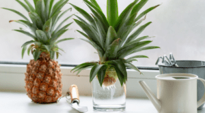 Pineapple Plant with Pineapple