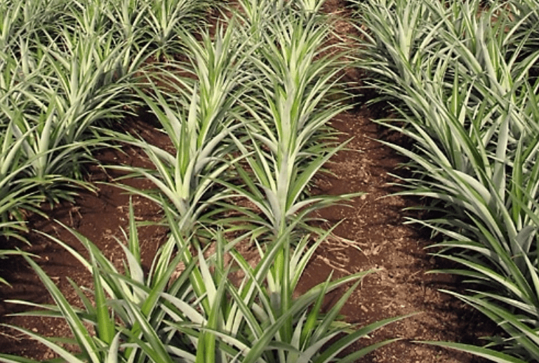 Pineapple Plant with Pineapple