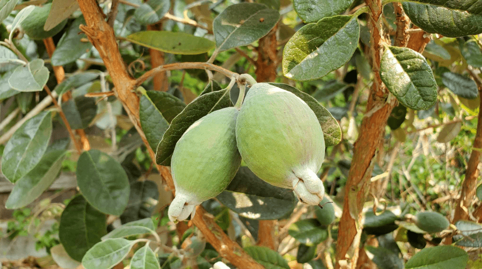 Pineapple Guava Bush