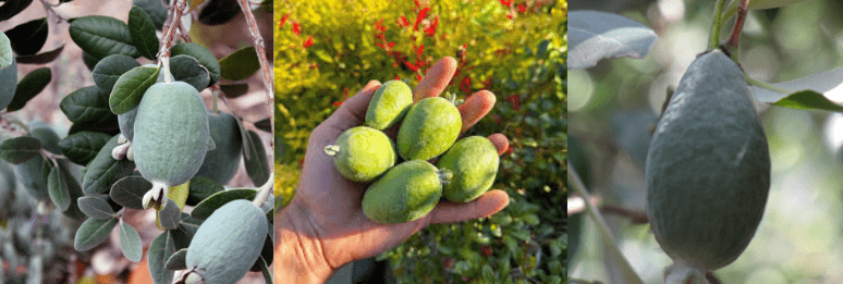 Varieties of Pineapple Guava Bush