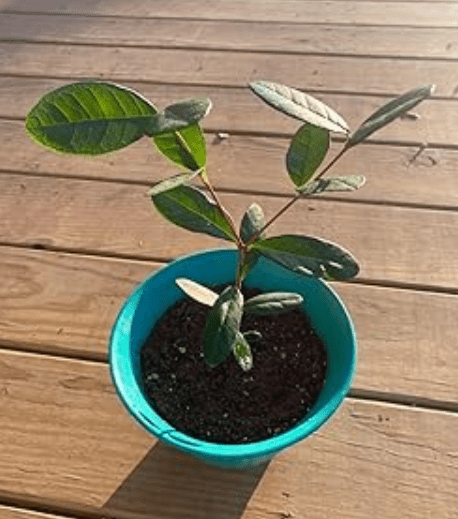 Selecting the Right Plant of Pineapple Guava Bush 