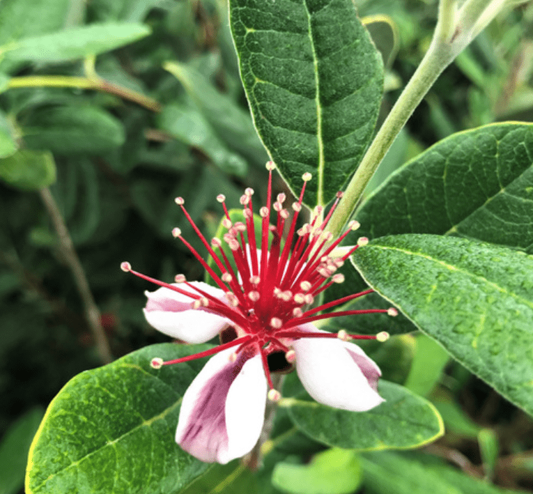 Flowering Cycle 