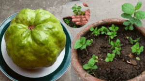 How to Grow Guava from Seed