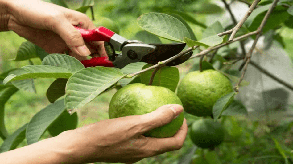  Harvesting Guavas