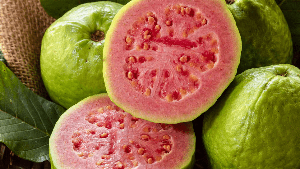 Pink Guava Tree