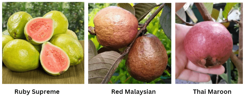 Common varieties of pink guava