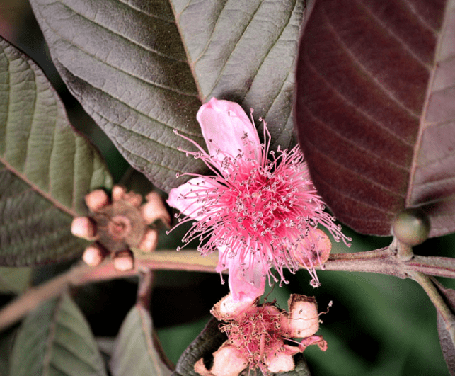 Flowering Cycle 