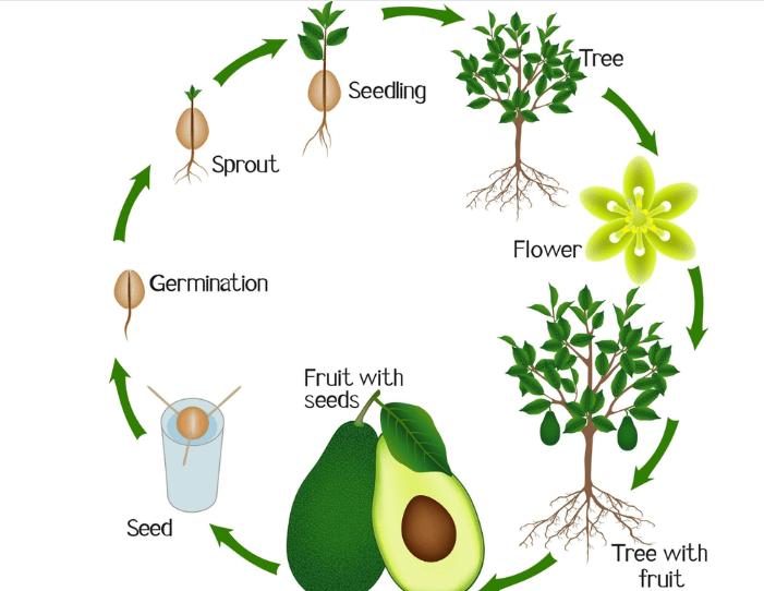 Avocado Growth Cycle 