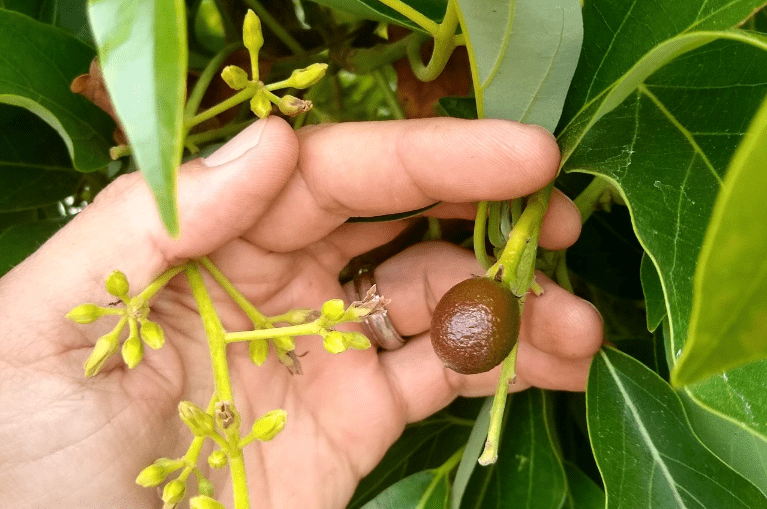 Flowering and fruit periods 