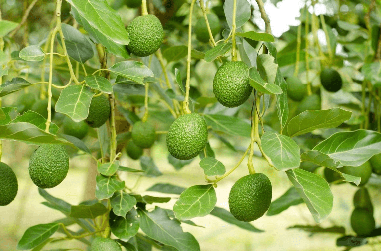 Monitoring Fruit Development