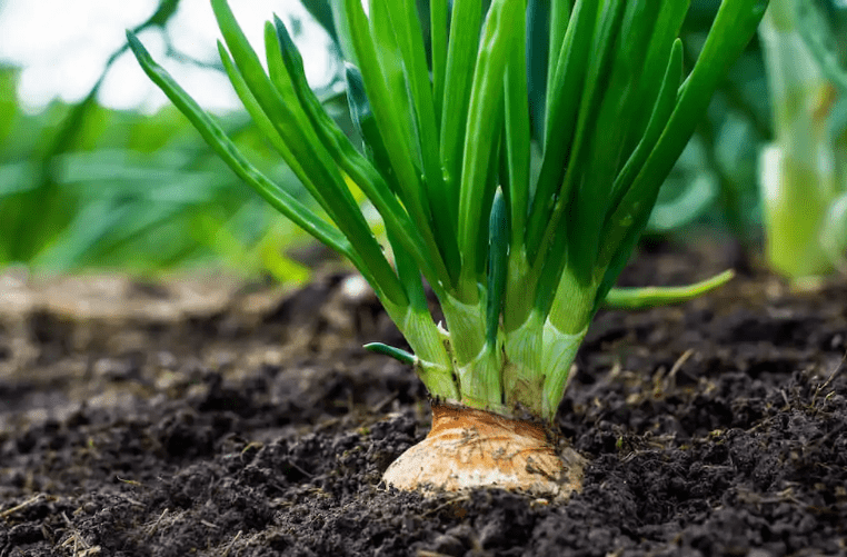 Planting in the Ground 