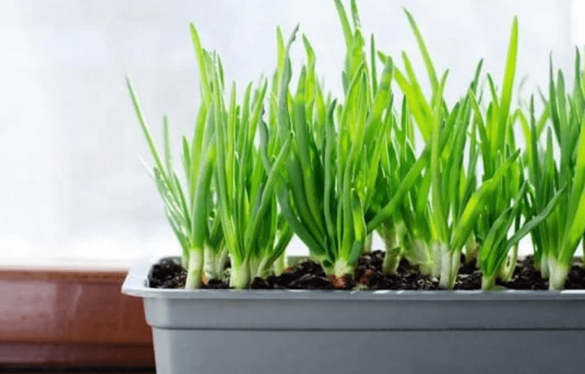 Containers Planting in green onion bulbs