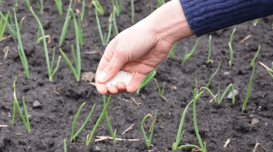 Fertilizing green onion bulbs 