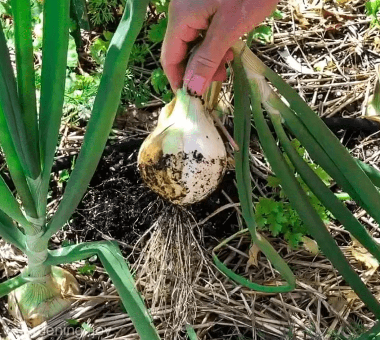 Harvesting onion