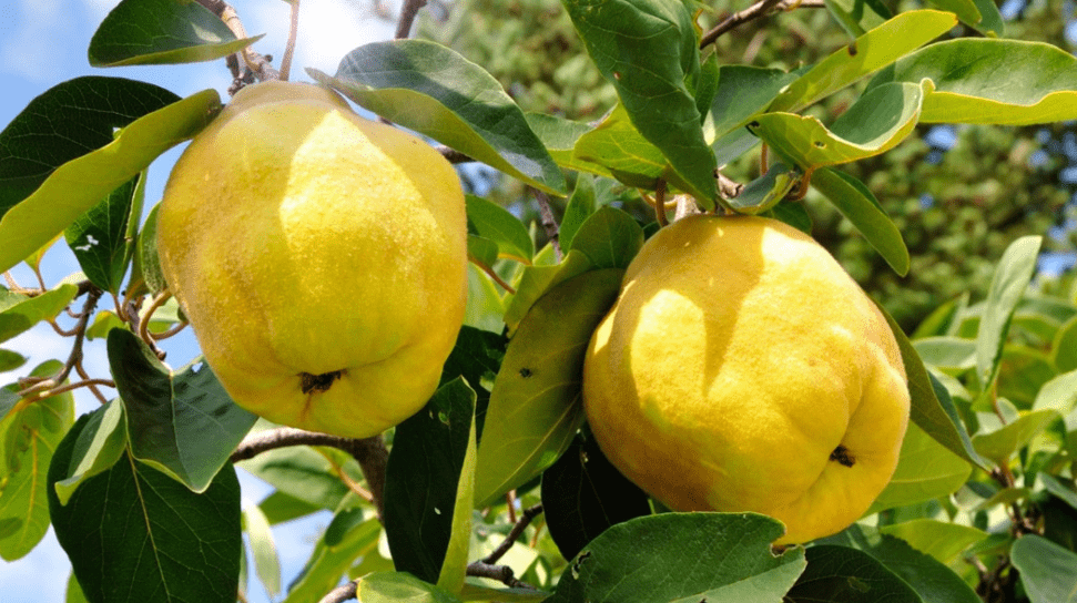 Quince Fruit Tree