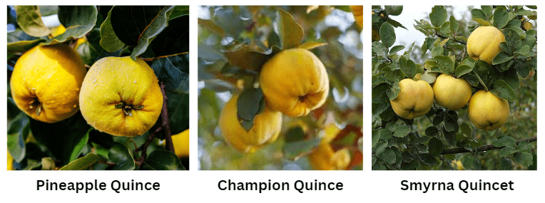 Different varieties of quince