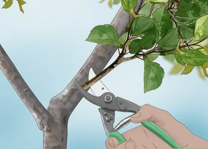 Pruning techniques 