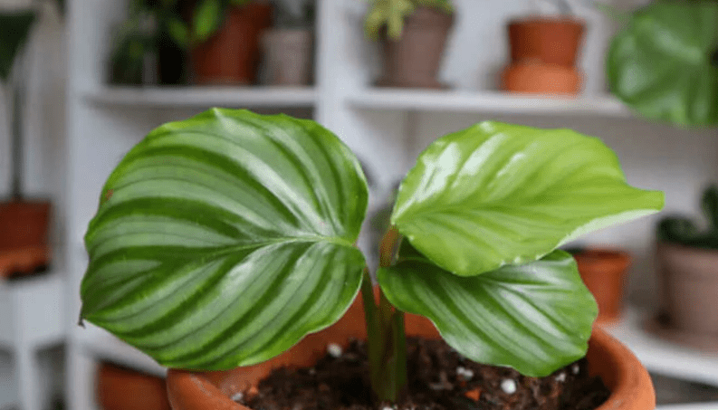 Choosing the Right Calathea